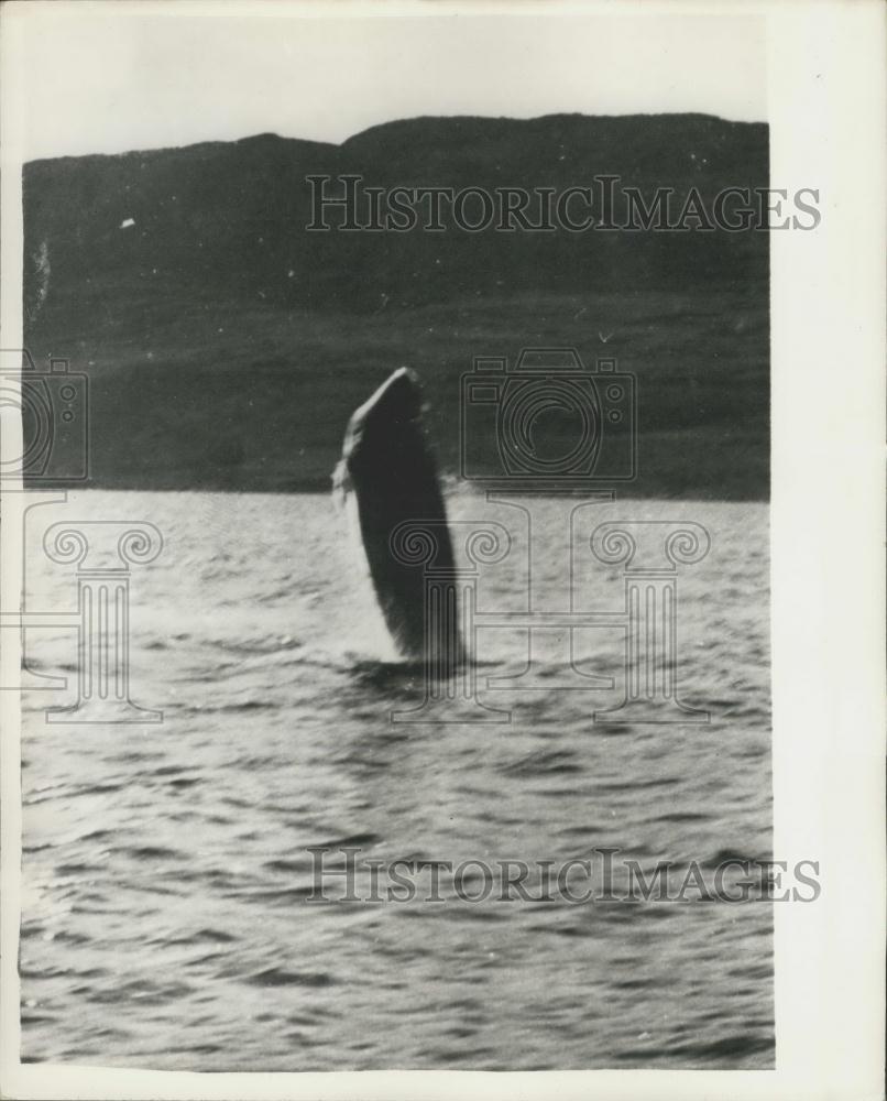 Press Photo Mating Whales off the coast of Greenland - Historic Images