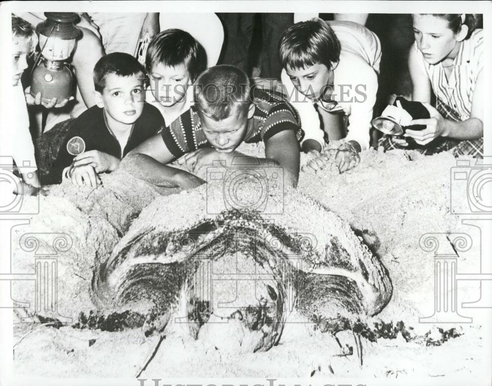 Press Photo Female Loggerhead Turtle Laying Eggs - Historic Images