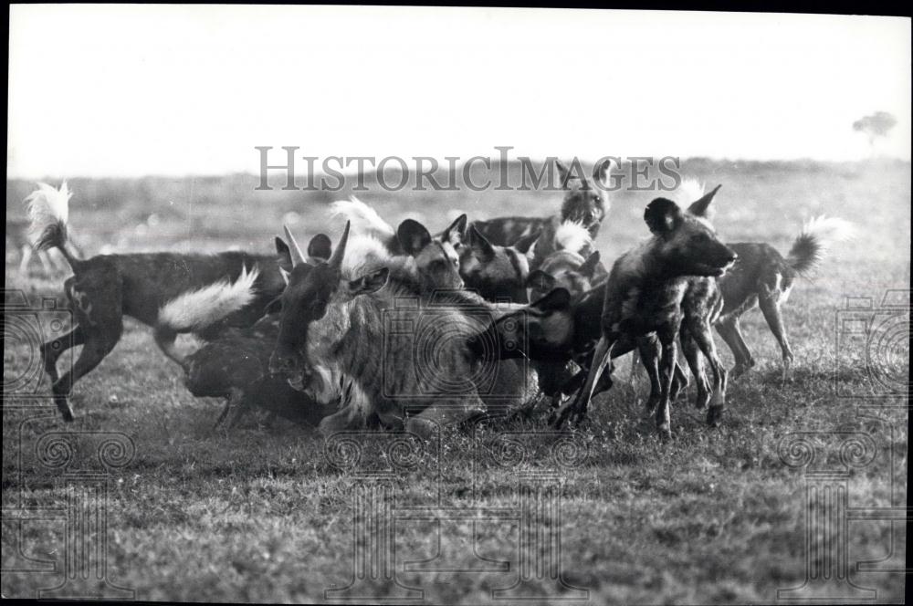 Press Photo Beast overpowered by hunting dogs - Historic Images