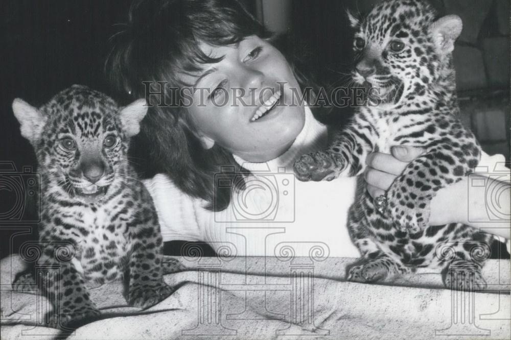 1971 Press Photo Jaguar-Babies In The Frankfurt Zoo - Historic Images