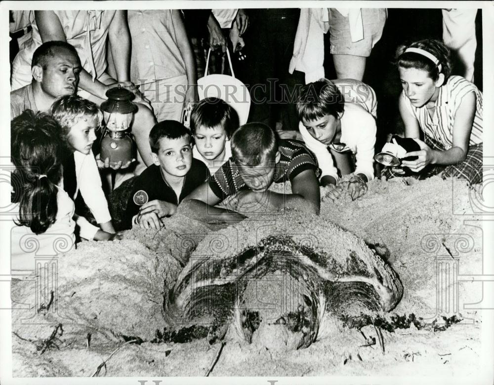 Press Photo Giant Sea Turtle Laying Eggs, Jensen Beach - Historic Images