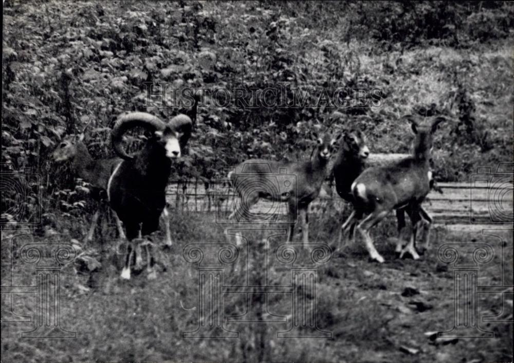 1959 Press Photo Mouflons deer Set Free in Forest in Central France, - Historic Images