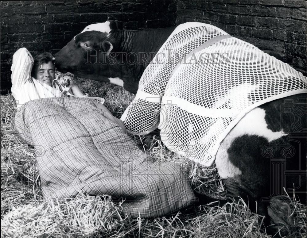 Press Photo Man, Cow - Historic Images