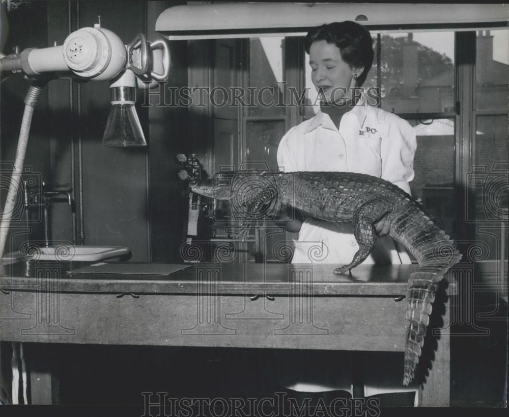 Press Photo Helen Smith, Peggy the Alligator - Historic Images