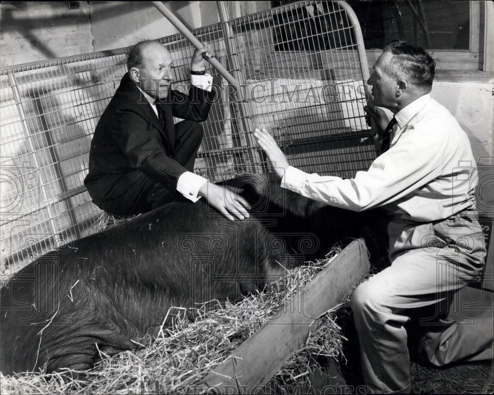 Press Photo Joseph Green Joseph Yahuda Pig Expert - Historic Images