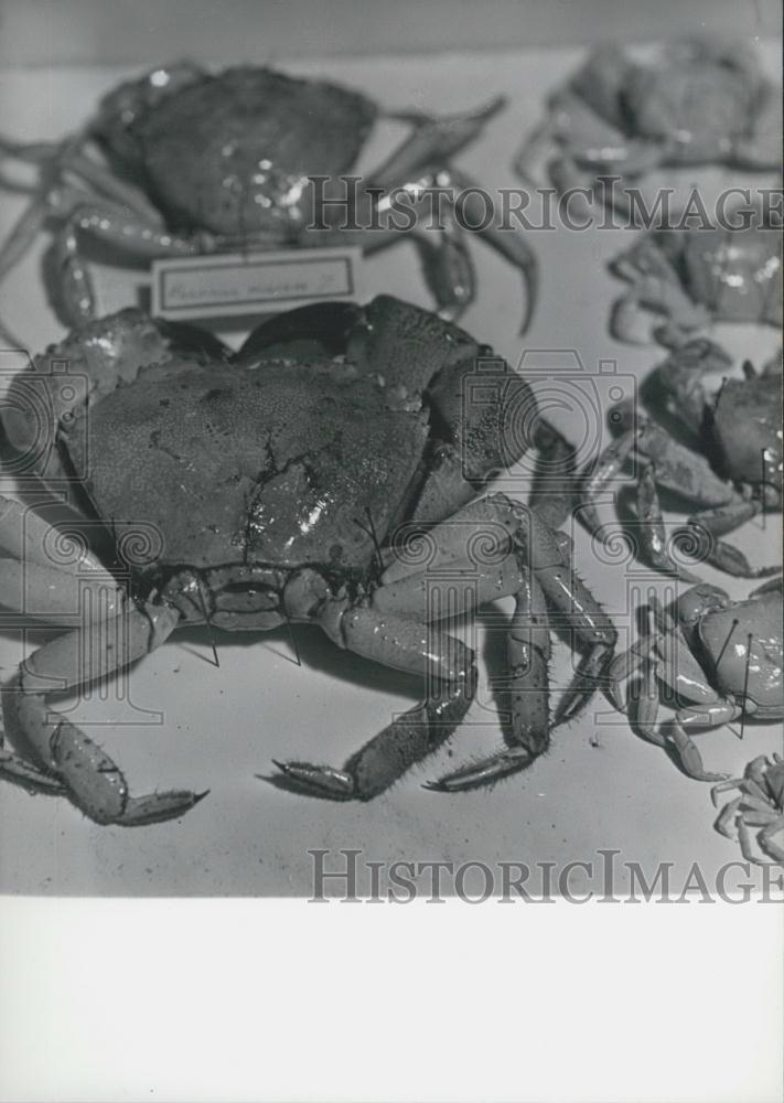 1968 Press Photo Collection Bulgarian Lobsters Crustaceans Bulgaria - Historic Images