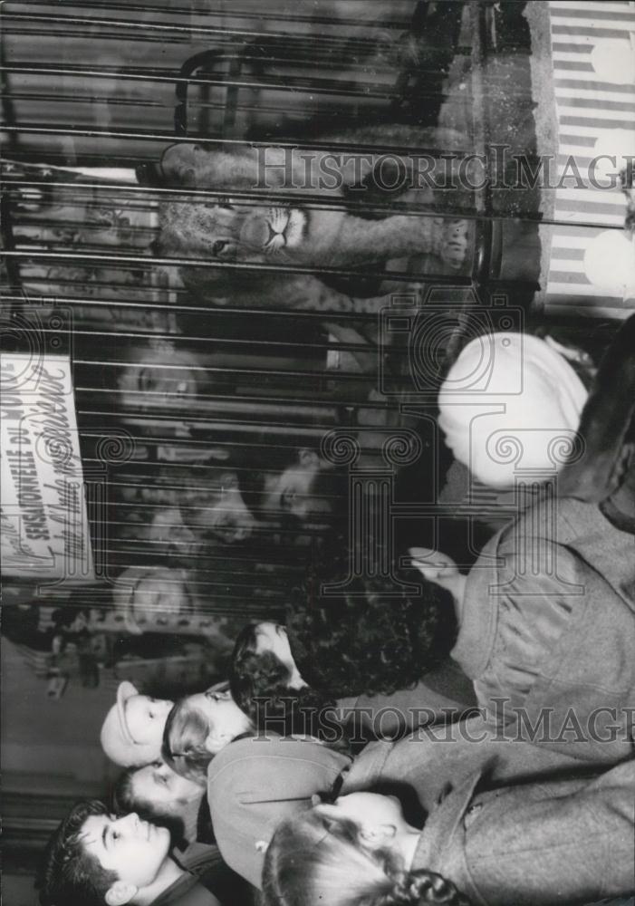 1954 Press Photo Lion Cub at Paris Department Store - Historic Images