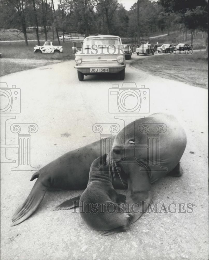 Press Photo A sealion and her pup - Historic Images