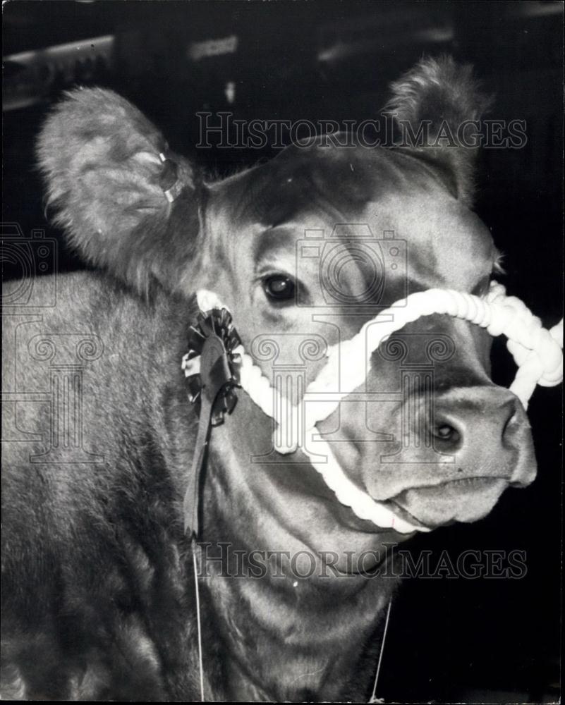 1975 Press Photo &quot;Lulu&quot; Is The Supreme Champion of The Royal Smithfield Show - Historic Images