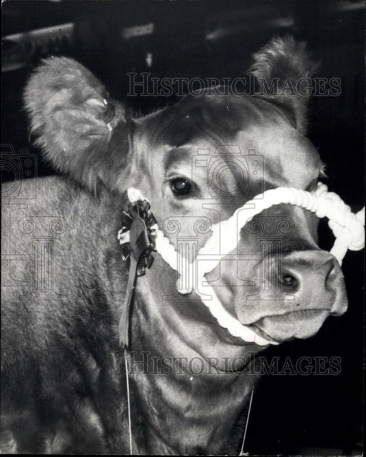 1975 Press Photo "Lulu" Is The Supreme Champion of The Royal Smithfield Show - Historic Images