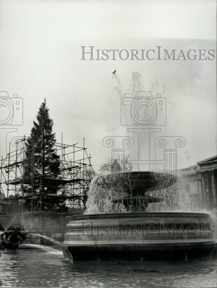 1962 Press Photo Norwegian Christmas Tree London In Trafalgar Square - Historic Images