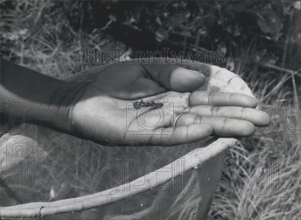 Press Photo Tsetse fly larvae - Historic Images
