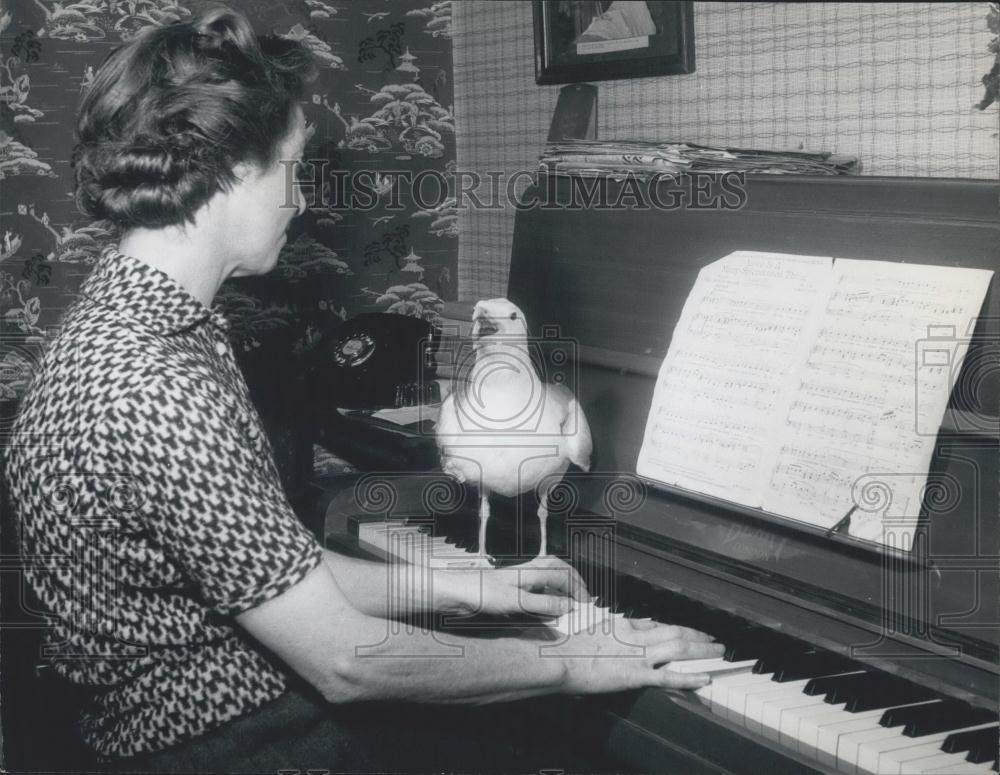 Press Photo Mrs. Violet Thorner and her pet seagull at the piano - Historic Images