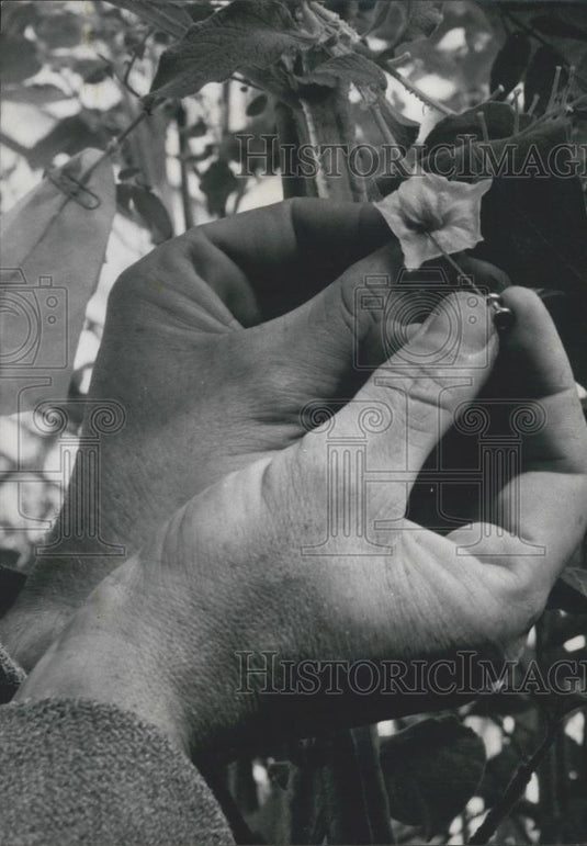 Press Photo 15 years research for the perfect potato - Historic Images