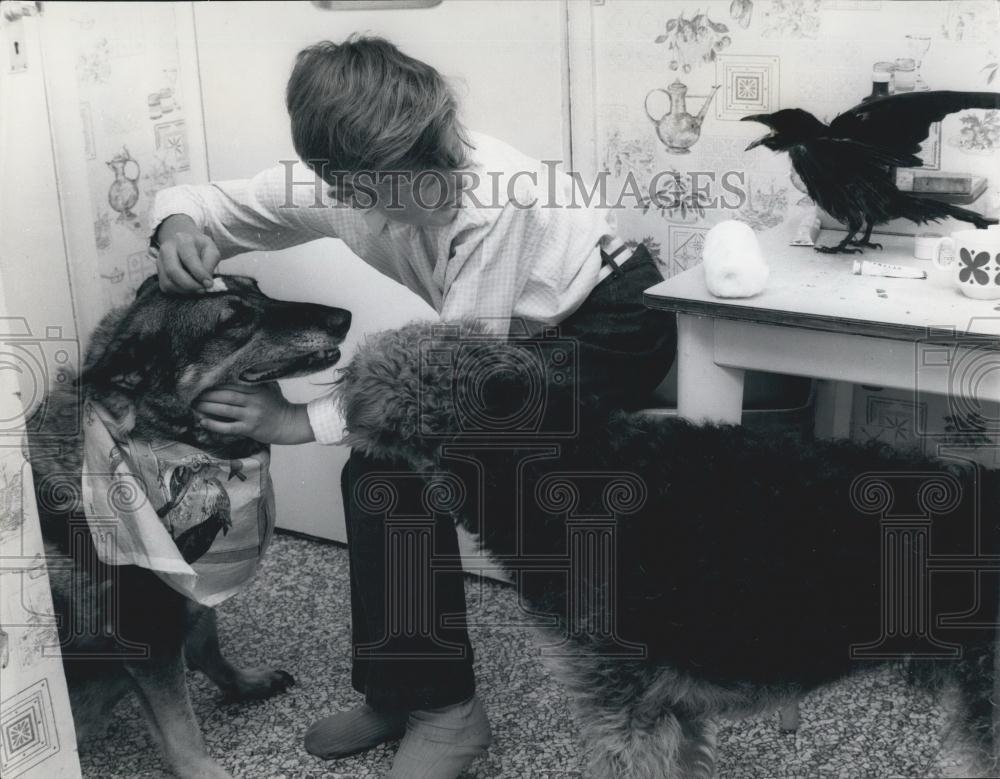 Press Photo Animal Nurse Peter, Dogs, Crow - Historic Images