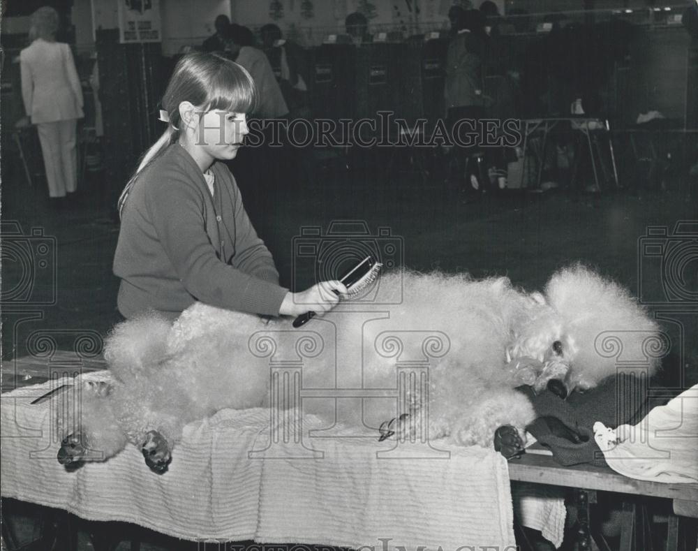 1972 Press Photo Angela Wallwark Grooms Her Poodle Timothy White Cruft's Show - Historic Images