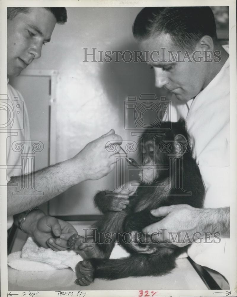 Press Photo chimp setting something stuck in his mouth - Historic Images