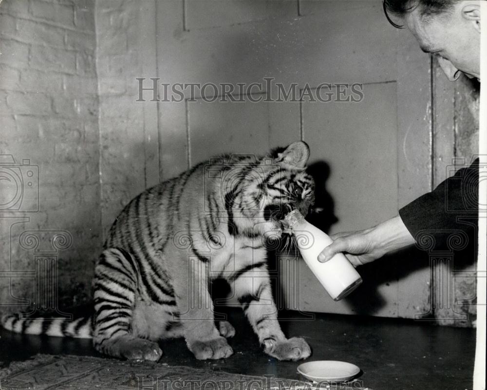 1962 Press Photo London Zoo&#39;s Hand-Reader Tiger Cub: Renee - Historic Images