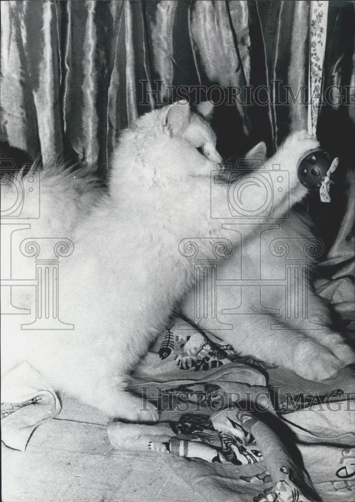 Press Photo Cat Exposition in Paris at Salle Wagram-White Persian PLaying - Historic Images