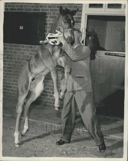 1956 Press Photo Foal Loses Mother and Gains Foster Mother - Historic Images