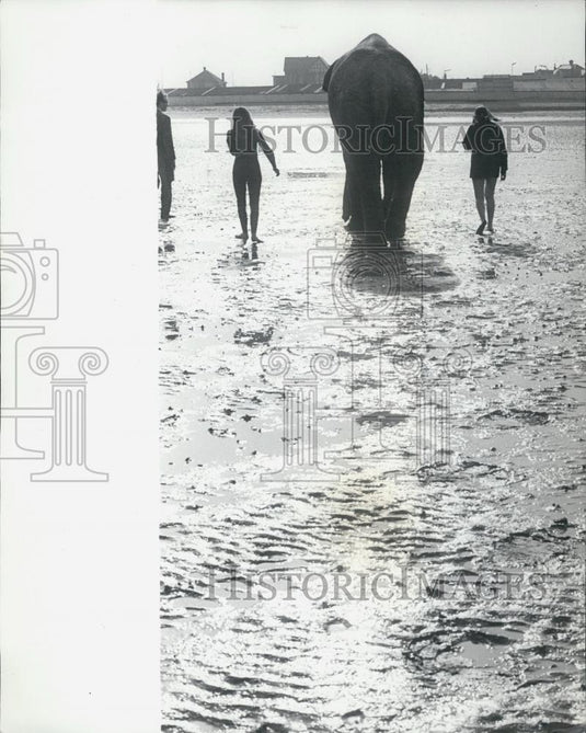 Press Photo Tanya is led reluctantly back to cleethorpas Zoo - Historic Images