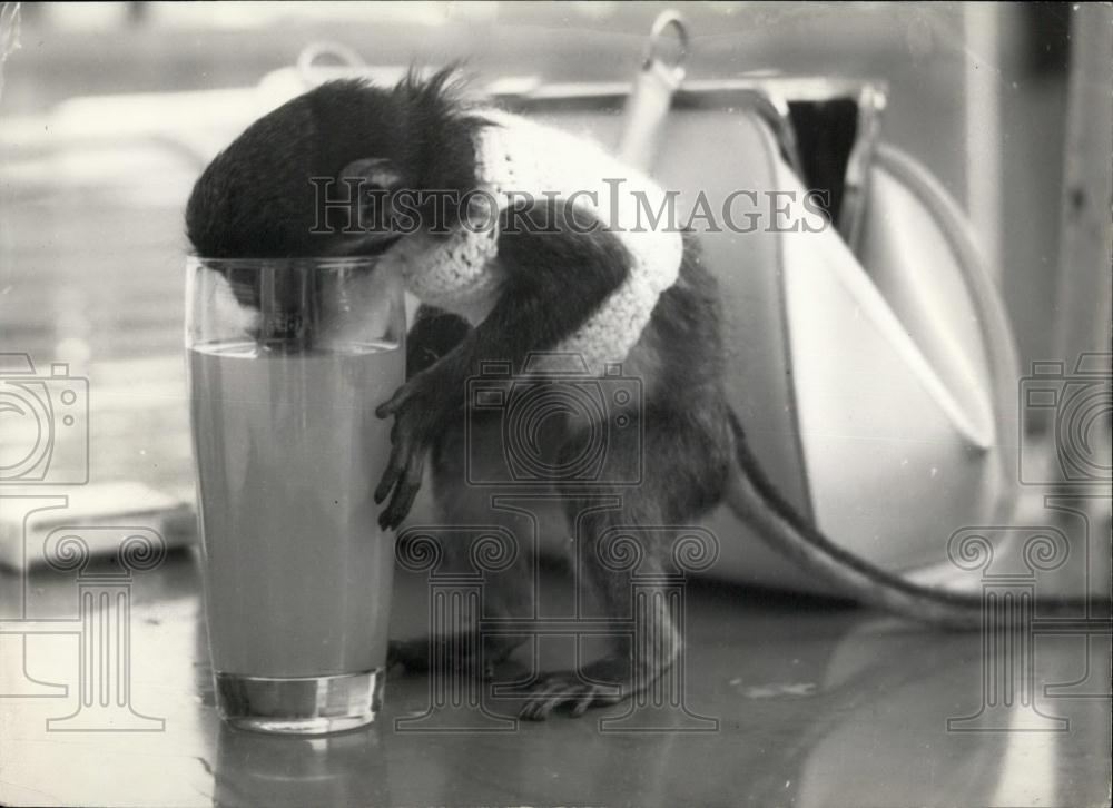 1963 Press Photo Monkey Drinks Coffee At Coffee House In Berlin Kurfurstendamm - Historic Images