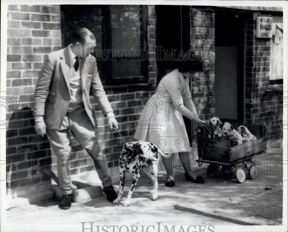 Press Photo Dog And Puppies - Historic Images