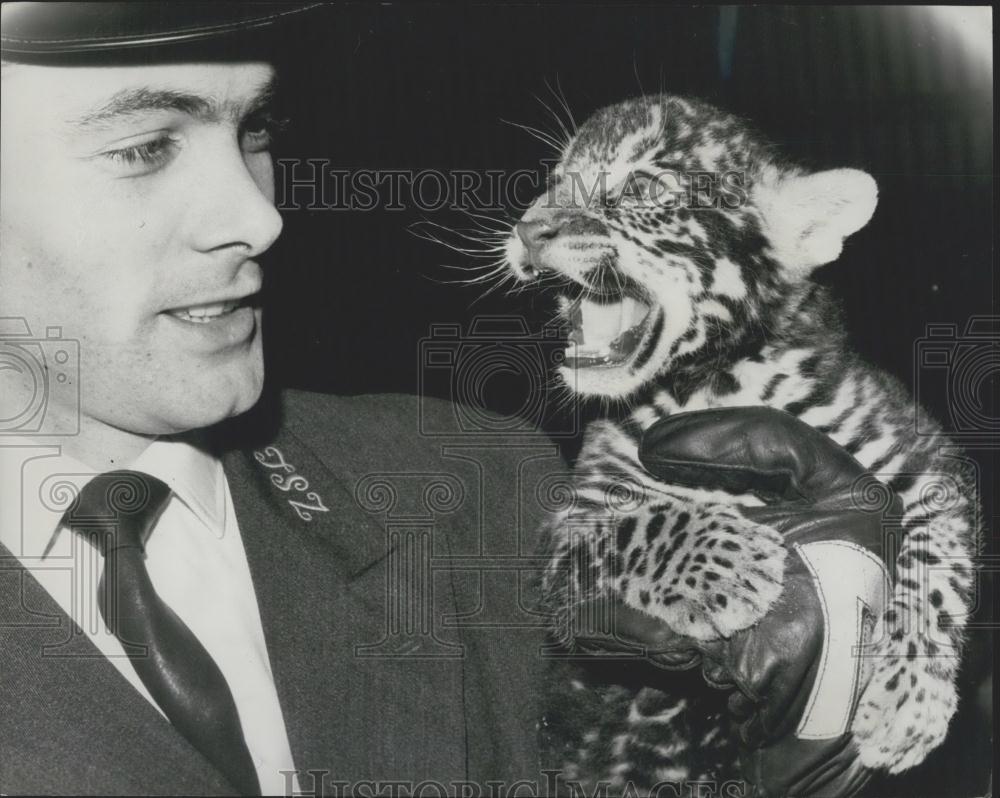 1965 Press Photo Johnny&quot; Jaguar Cub Born In London Zoo Parents From Brazil&quot; - Historic Images