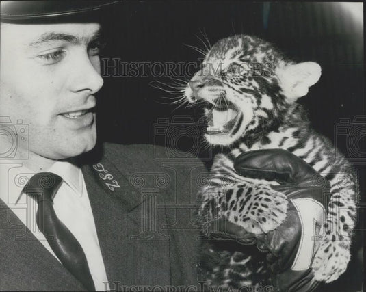 1965 Press Photo Johnny" Jaguar Cub Born In London Zoo Parents From Brazil" - Historic Images