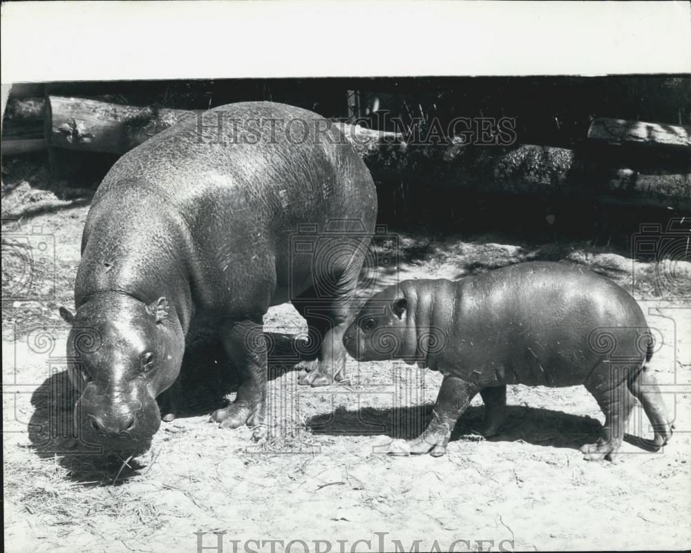 1975 Press Photo Pigmy Hippopotamus Born At Whipsnade Zoo 1st in 12 Yrs-England - Historic Images