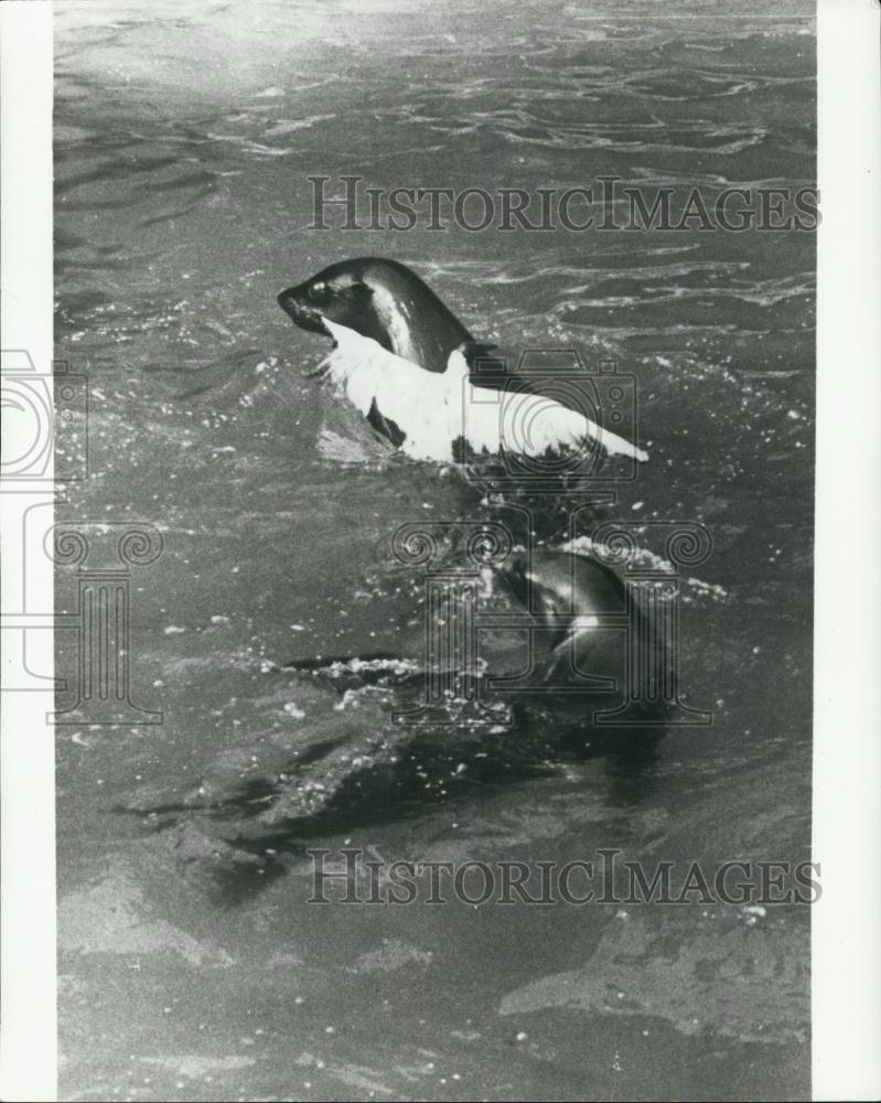 Press Photo sea lion caught a seagull that was stealing his fish - Historic Images