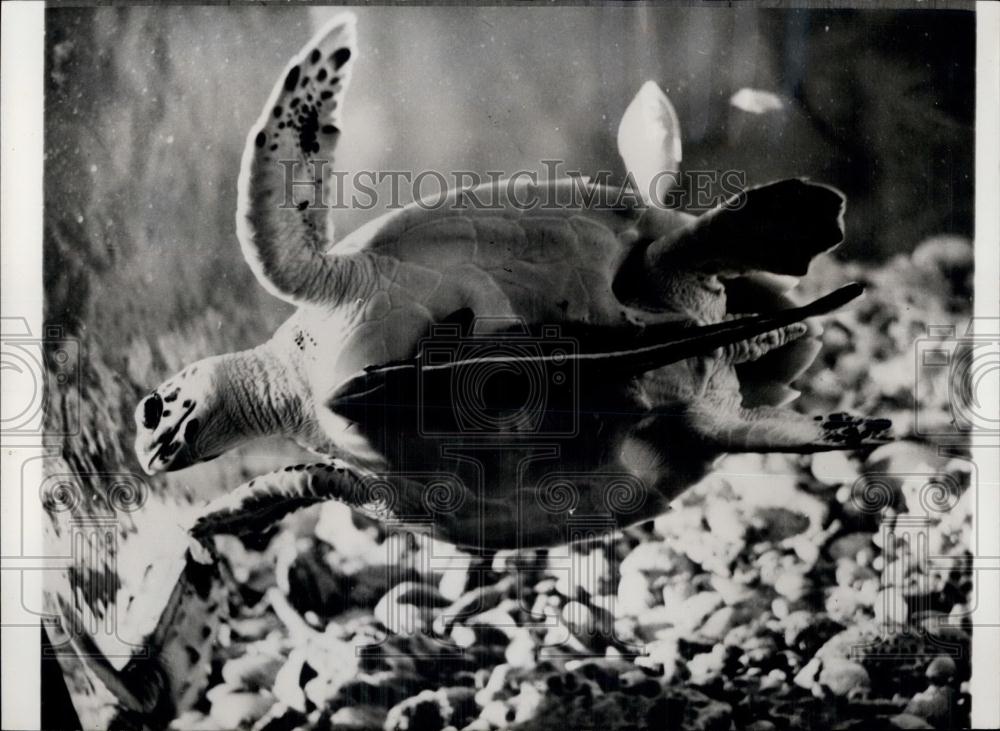 1978 Press Photo Pilot fish on a turtle - Historic Images