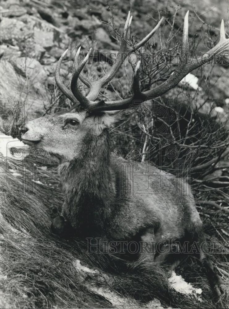 1972 Press Photo Deer In Swiss National Park Condemned to be Killed - Historic Images