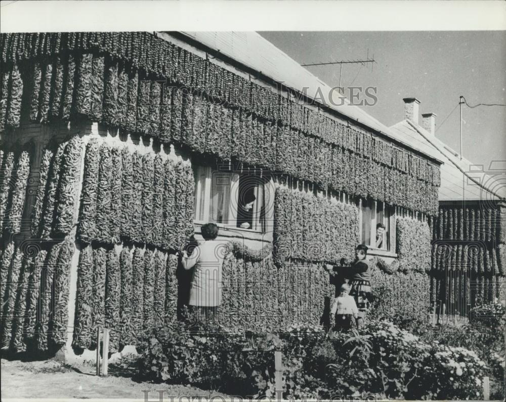 Press Photo The Famous Hungarian Red Pepper Paprika in Kalocsa, South Hungary - Historic Images