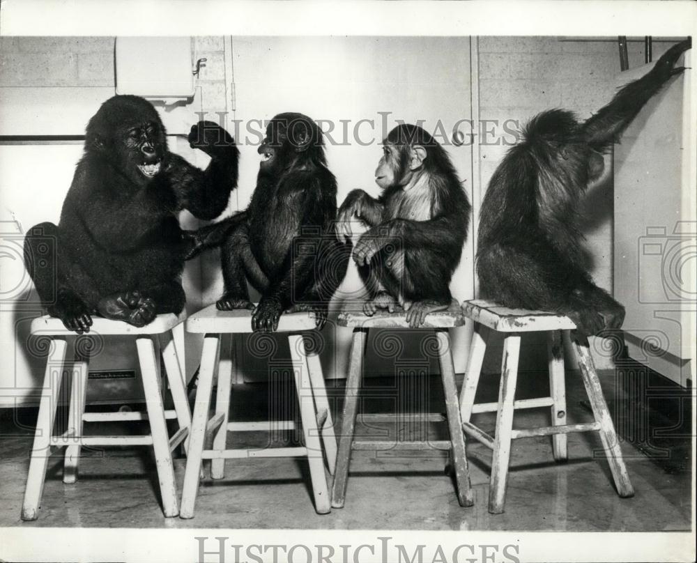 Press Photo Study In Ape Behaviors Four Apes On Stools - Historic Images