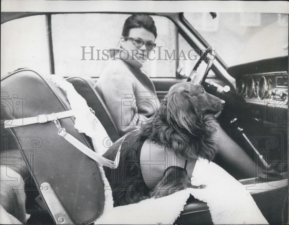 1969 Press Photo Waldi quite comfortable in his safety harness in the car - Historic Images