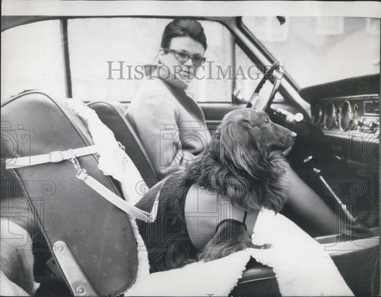 1969 Press Photo Waldi quite comfortable in his safety harness in the car - Historic Images