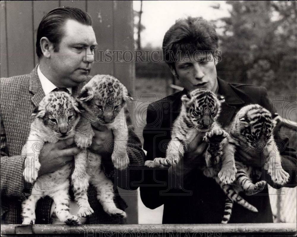 1969 Press Photo Two men and two lion cubs &amp; two tiger cubs - Historic Images