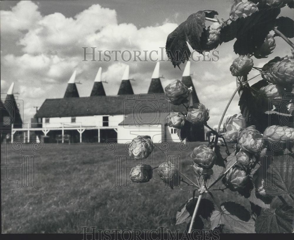 1968 Press Photo Hop-Picking is Now Well Under Way on the Whitbread Farm - Historic Images