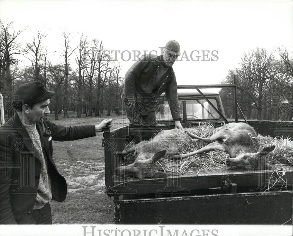 1978 Press Photo Queen gives seven deer to start heed in Nova Scotla - Historic Images