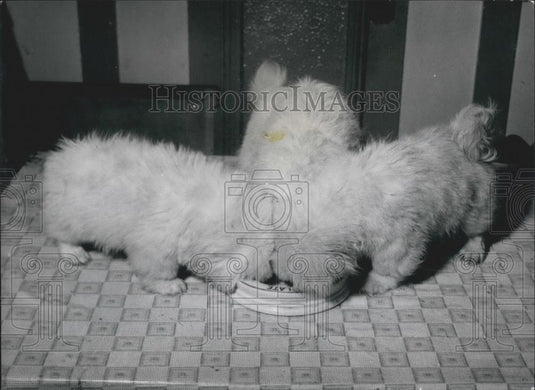 Press Photo Peke puppies - Historic Images