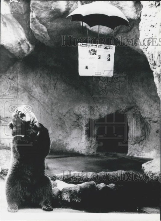 Press Photo Bear at Zoo of Budapest Gets Daily Weather Report - Historic Images