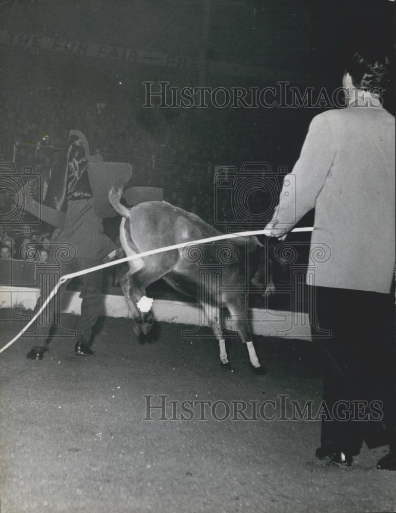 Press Photo Bertram Mills Circus at Olympia a mule - Historic Images