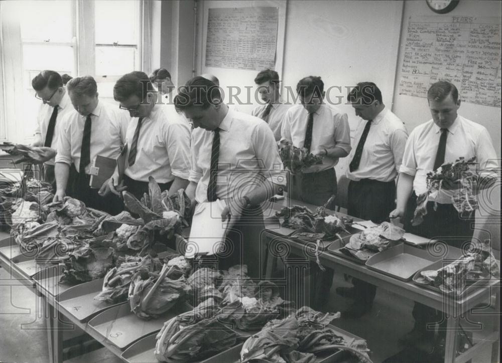 Press Photo Trainees Become Familiar with the Cauliflowers - Historic Images