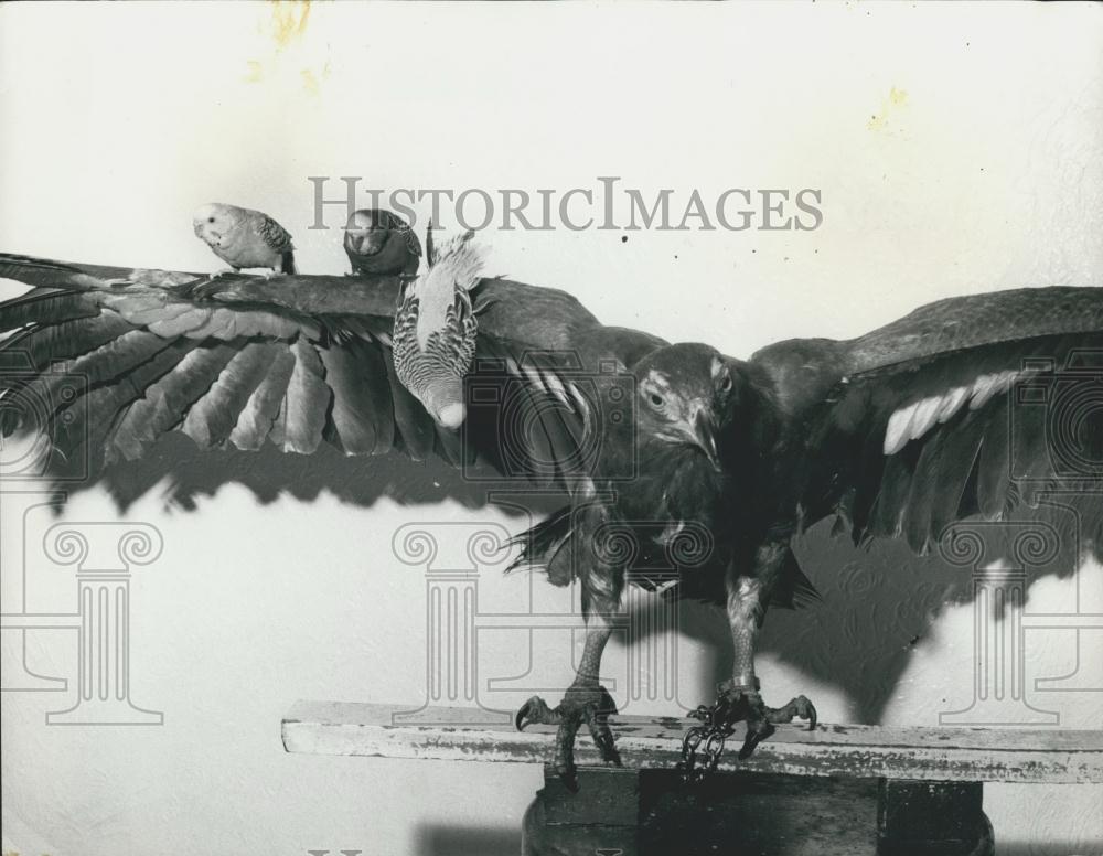 Press Photo Budgie birds on wing of an eagle - Historic Images