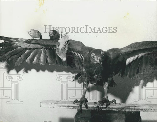 Press Photo Budgie birds on wing of an eagle - Historic Images