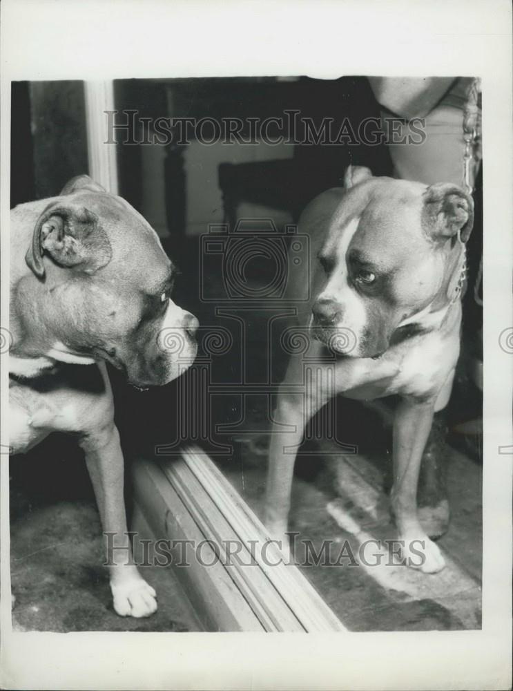 1935 Press Photo Butch the Boxer getting trained to stop biting - Historic Images