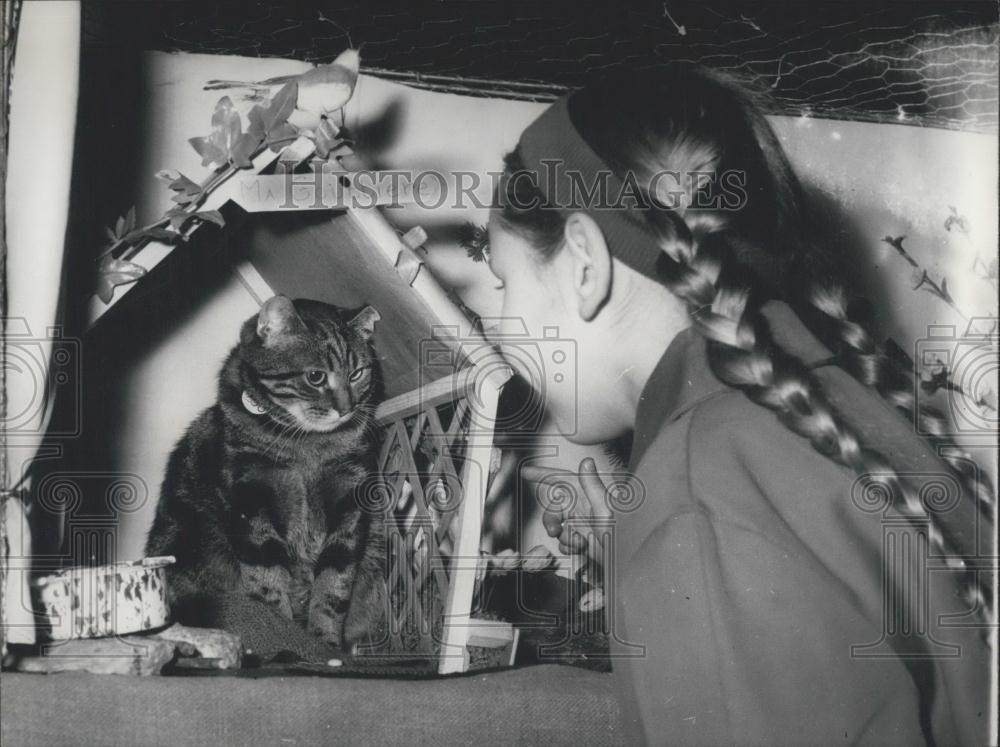 1964 Press Photo Cat in a cat show - Historic Images