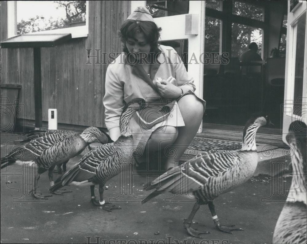 1973 Press Photo awaiian Ne Ne geese at Slimbridge Wildfowl Trust, Glos - Historic Images