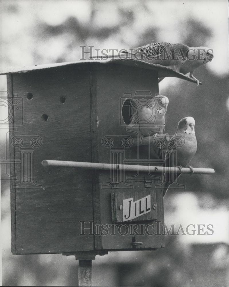 Press Photo Parakeets in Redington Beach, Florida - Historic Images